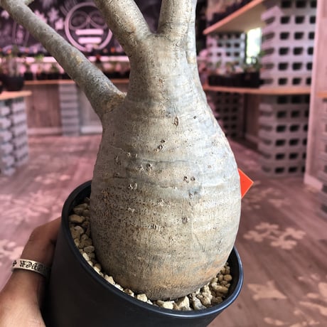 packypodium  gracilius《L  size》※現地球株  発根済み株‼︎  （限定1株）