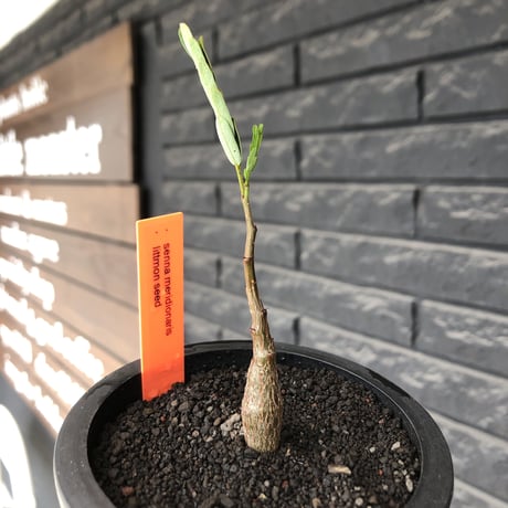 senna  meridionalis《 SS size》littmon seed🌱※小振りながら大切に育てた成長楽しみ可愛いセンナ（限定3株）※mad black pot植え