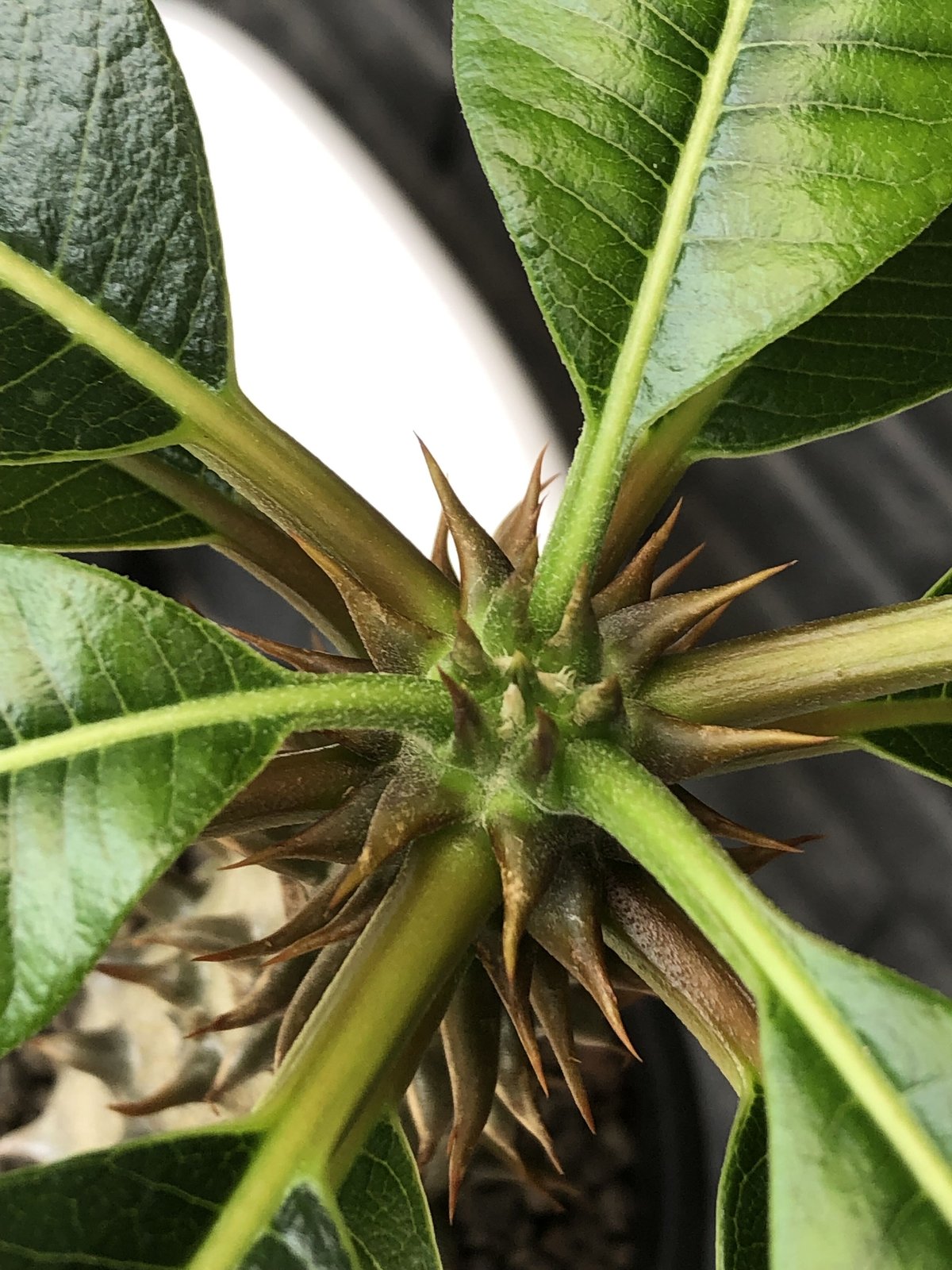 pachypodium baronii《L size》※激希少‼︎現地球発根後店主国内 pachypodium baronii《L size》※激希少‼︎現地球発根後店主国内