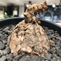 pelargonium  lobatum《L size》※現地球株発根済※丸みが強く大振りサイズながら大変整った一株‼︎※black pot植え
