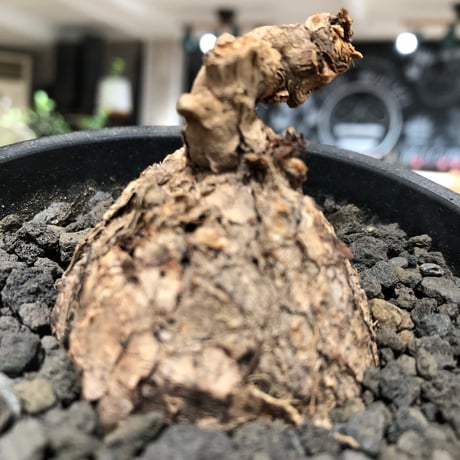 pelargonium  lobatum《L size》※現地球株発根済※丸みが強く大振りサイズながら大変整った一株‼︎※black pot植え