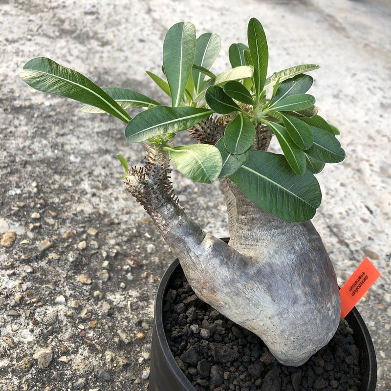 packypodium enigmaticum《M size》発根済み株‼︎ | pla