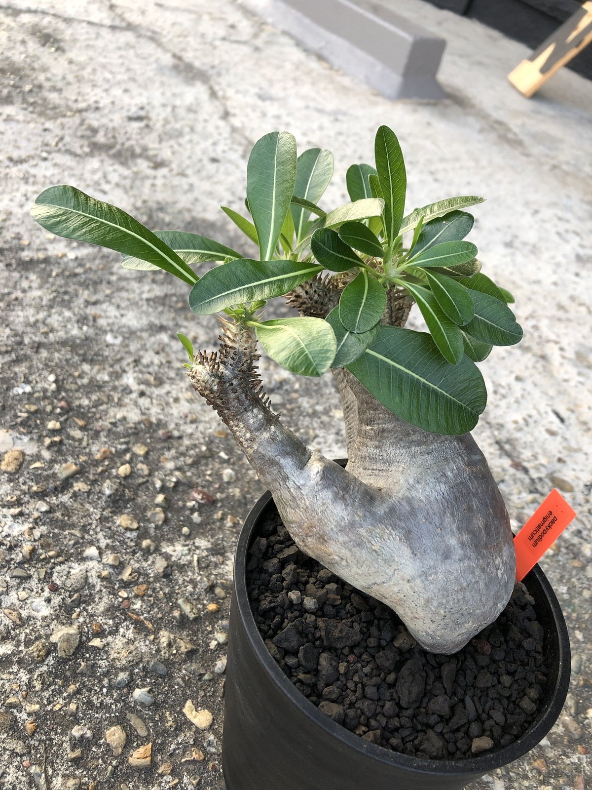 ●レア種 現地株 Pachypodium enigmaticum. □レア種 現地株 Pachypodium enigmaticum.