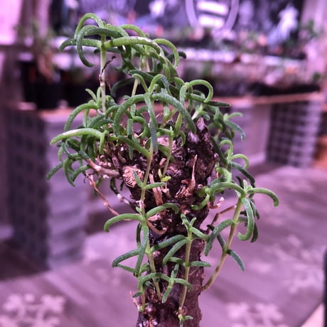 mestoklema   tuberosum《M  size》※冬季も成長開花するインテリア性高き人気灌木caudex‼︎  