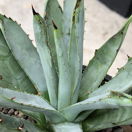 agave  macroacantha《大きめM size》※発根済株※発根後店主国内管理2年株※鋭く黒棘&青短葉typeのカッコいいマクロ‼︎※mad black pot植え