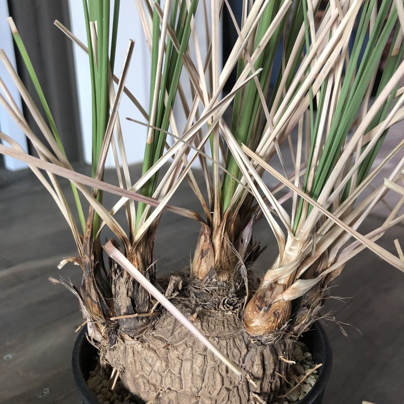 calibanus hookeri《M size》 | plants holic