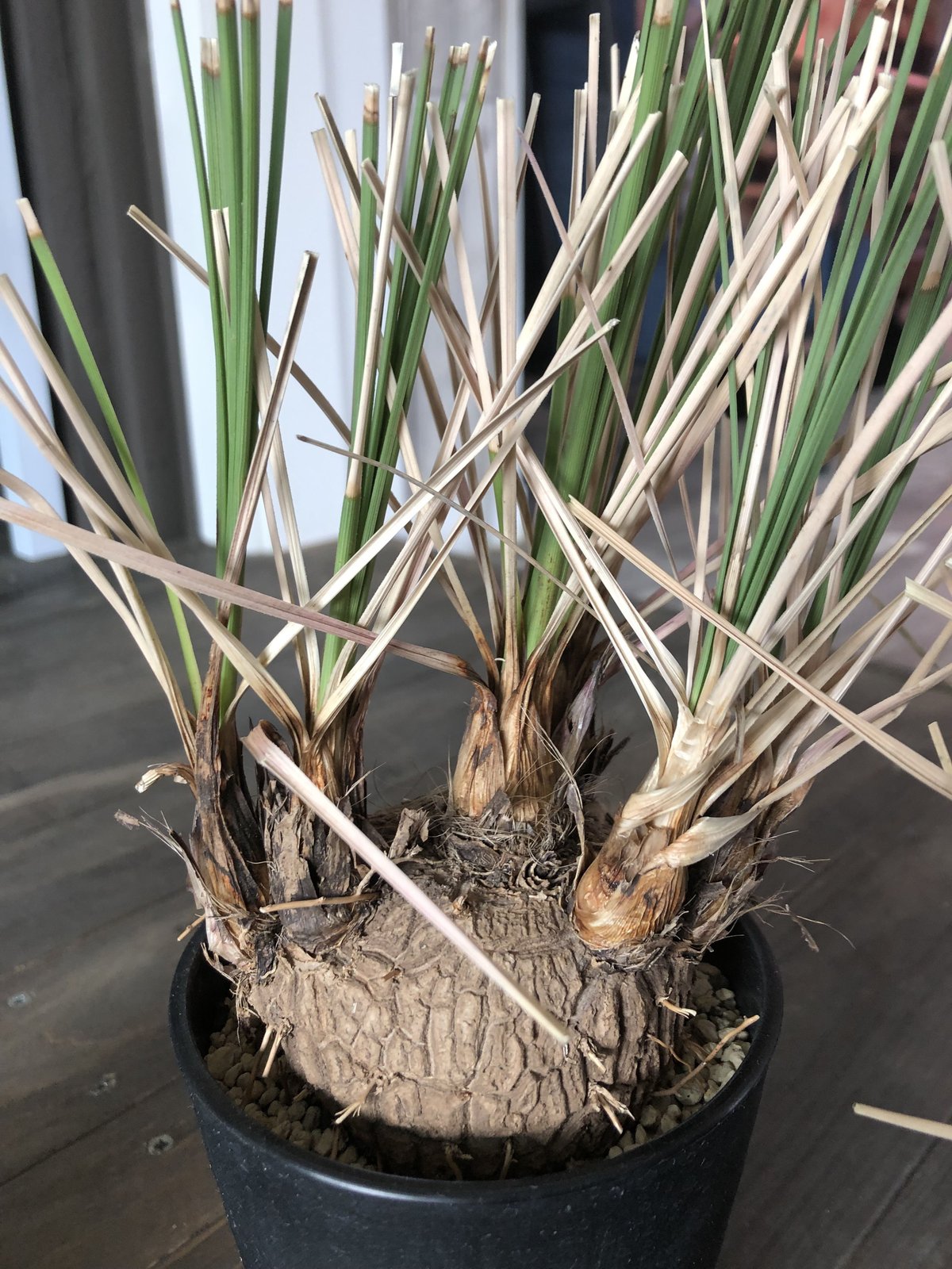 calibanus hookeri《M size》 | plants holic