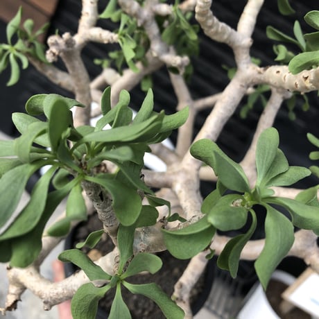 othonna  furcata《XL size》大株最高樹形※現地球発根後店主国内管理10年株※極めて美しい白肌にこの上なき枝振りな渾身の一株※mad black bowl pot植え