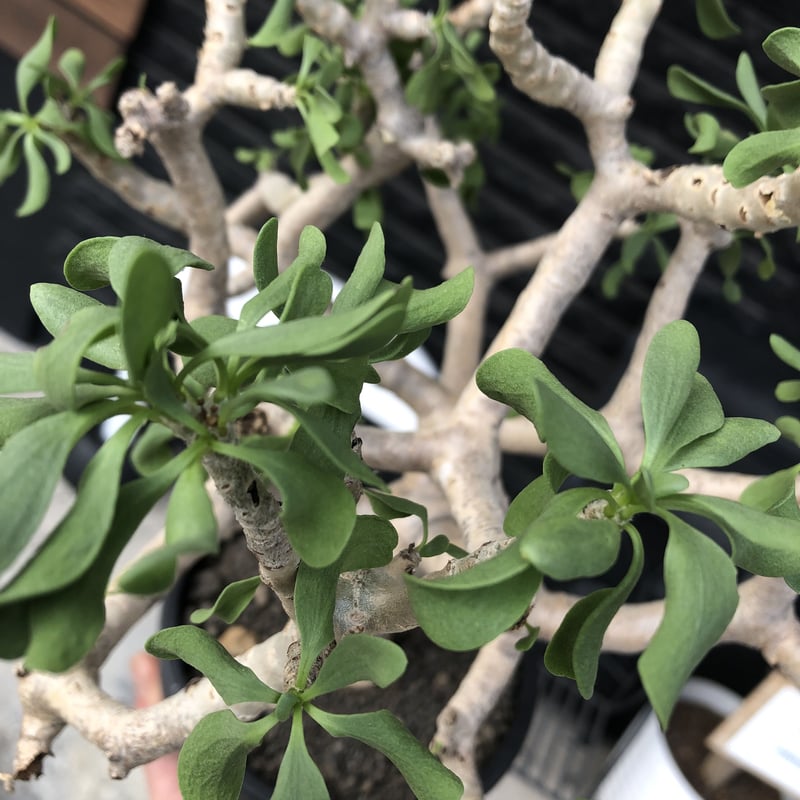 多肉植物 塊根植物オトンナ フルカタ Othonna furcata 冬型 othonna furcata《XL size》大株最高樹形※現地球発根後店主国内