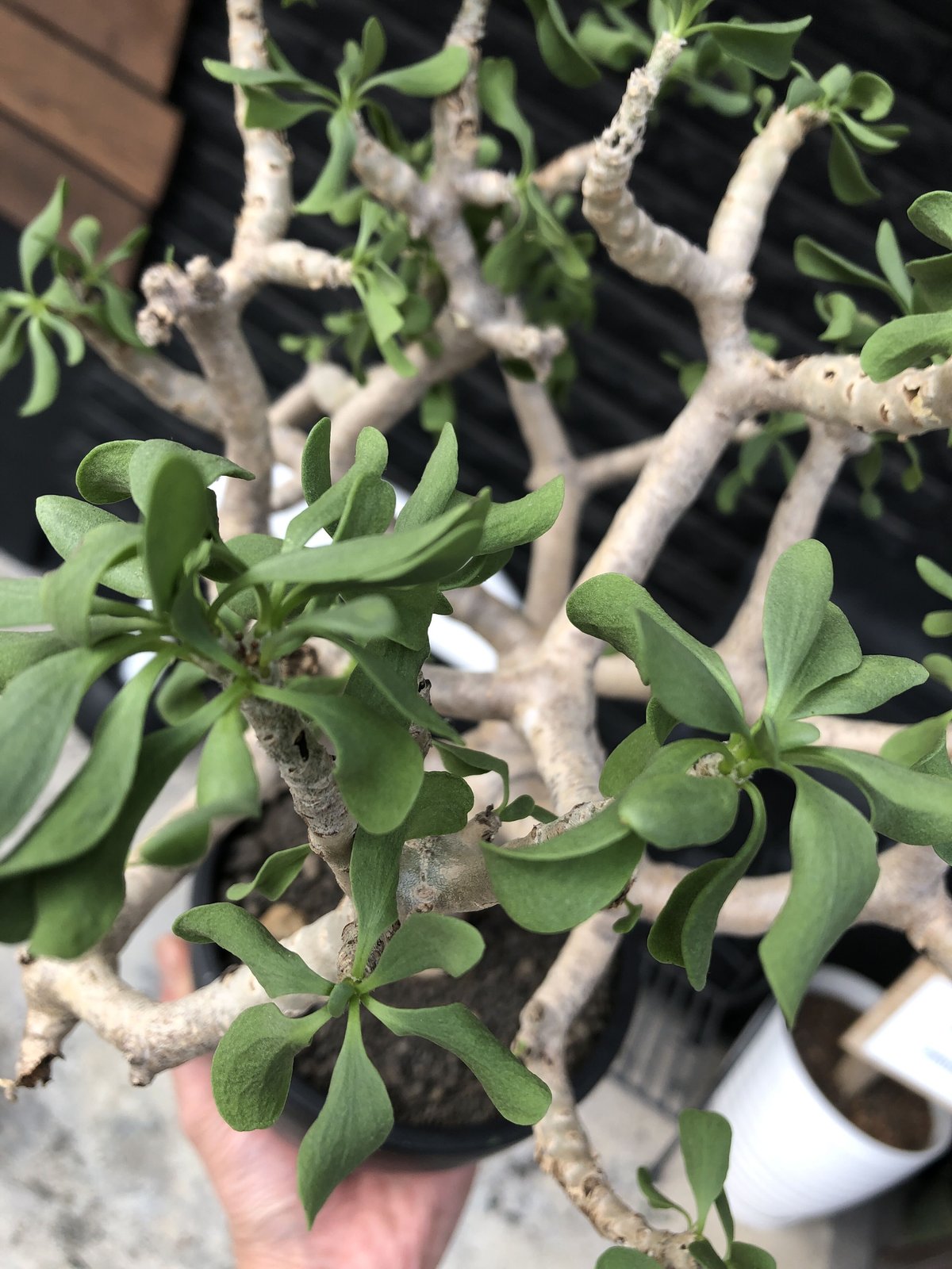 othonna furcata《XL size》大株最高樹形※現地球発根後店主国内 othonna furcata《XL size》大株最高樹形※現地球発根後店主国内