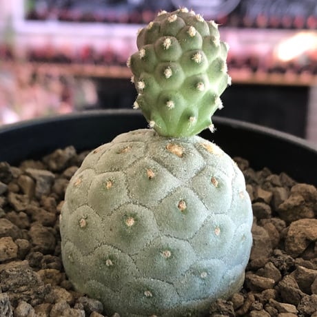 tephrocactus geometricus 《M size》※現地球株カキ仔発根済※②丸々とかわいく綺麗な玉型維持のカキ仔※black bowl pot植え