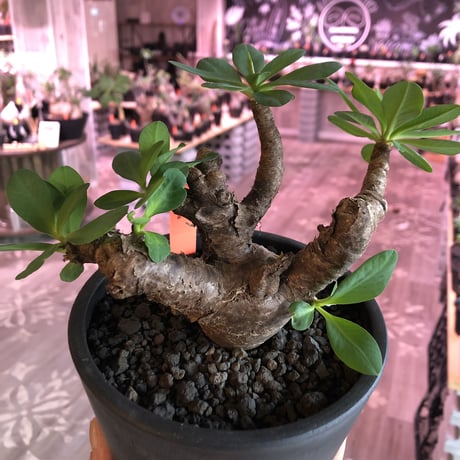 euphorbia  itremensis 《M size》枝振りと株表皮、balanceと全てに独創性を感じる1株‼︎   ※mad black  pot植え