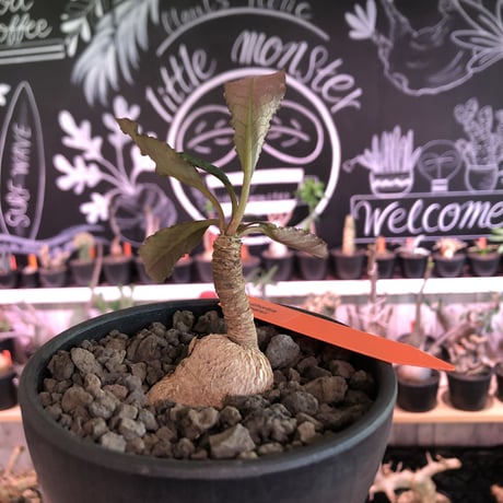 euphorbia cremersii《M size》※大きめぽっこり塊根&葉の表と裏がcolor違いの上、mad質で渋い肌質が大変カッコ良く上品な一株‼︎※mad black bowl pot植え