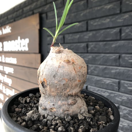 euphorbia trichadenia《LL size》※現地球株発根済※驚愕‼︎極めて荒々しくwildならしからぬ出立ちが堪らない両A面な大株※mad black bowl pot植え