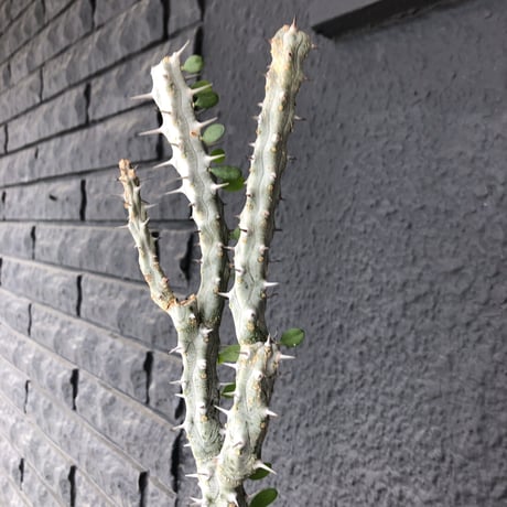 alluaudia   procera《亜竜木》