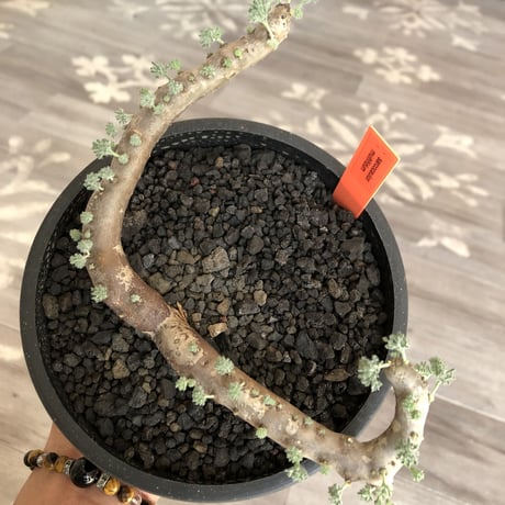 sarcocaulon   multifidum《L size》※ピンクの花も葉も可愛い人気者  ※mad  black  pot植え
