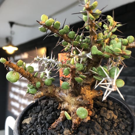 alluaudia comosa《 M size》店主長期作り込み株※現地球発根後店主国内管理6年株※極めて低重心且つ良枝振りの味深くcompactな一株※mad black pot植え