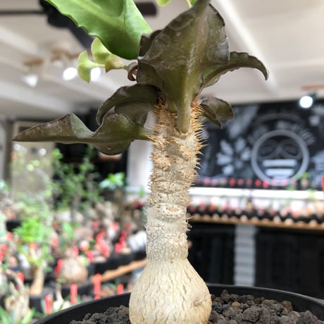 euphorbia francoisii《大きめS size》※現地球株発根済※稀なほど美しい白さと愛らし過ぎるまん丸ボディーが堪らない‼︎花付きも良き一株※black bowl pot植え