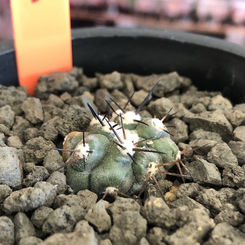 copiapoa cinerea 黒王丸《S size》※現地球株カキ仔自根株※現地球の