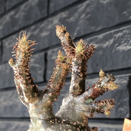 pachypodium gracilius《M size》極‼︎低重心ぼってり樹形※現地球発根後店主国内管理3年株※岩肌に当たり育った傷跡を持つぼってり樹形※mad black pot植え