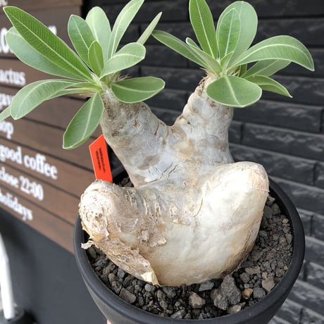 pachypodium  eburneum《L size》※現地球株発根済※メクれ上がった味深き表皮に美しい白肌とのコントラストが堪らない‼︎※mad black bowl pot植え
