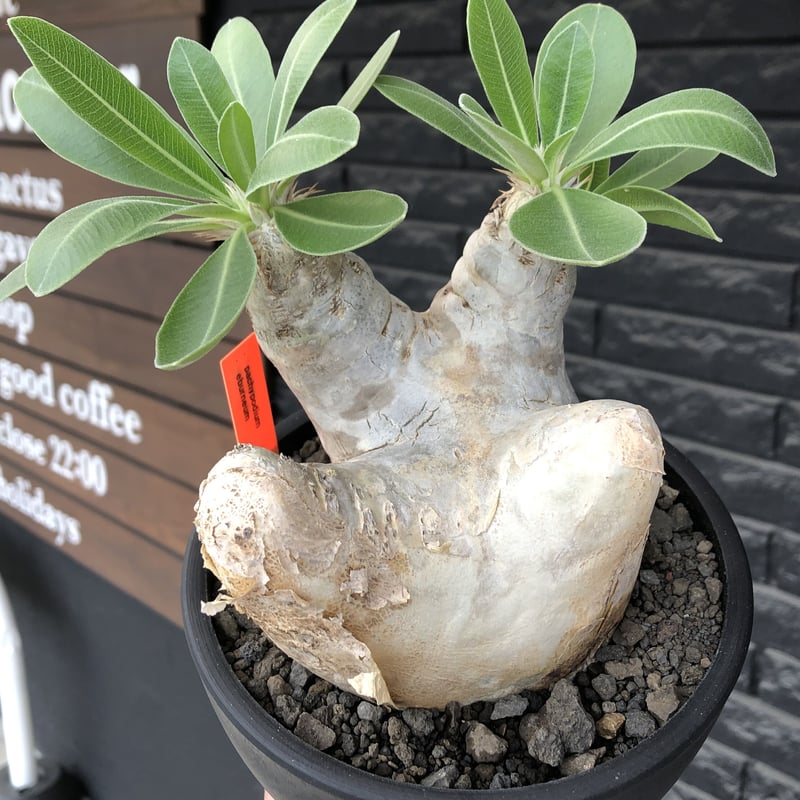 pachypodium eburneum《L size》※現地球株発根済※メクれ上がった味深...