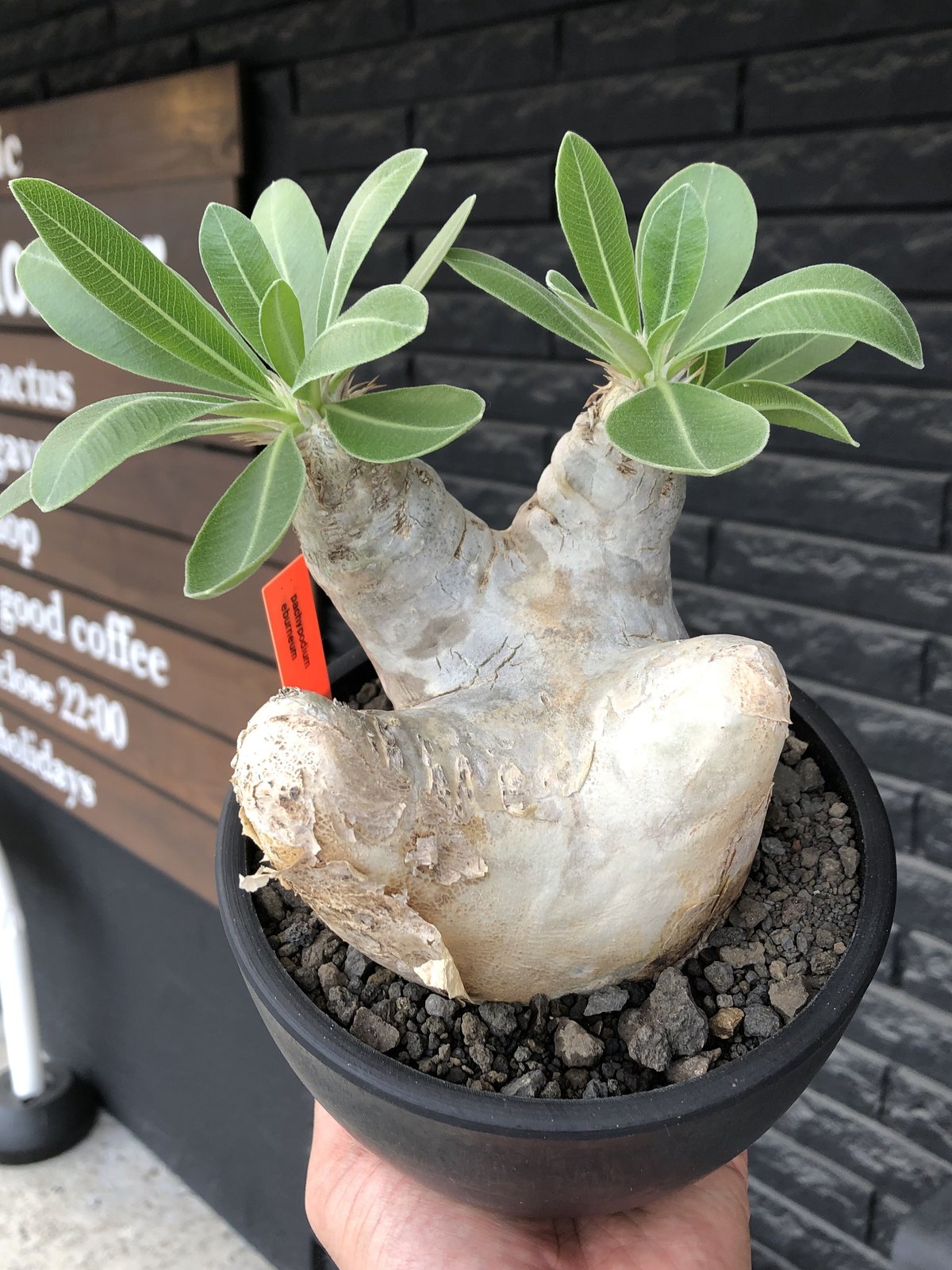 pachypodium eburneum《L size》※現地球株発根済※メクれ上がった味深...