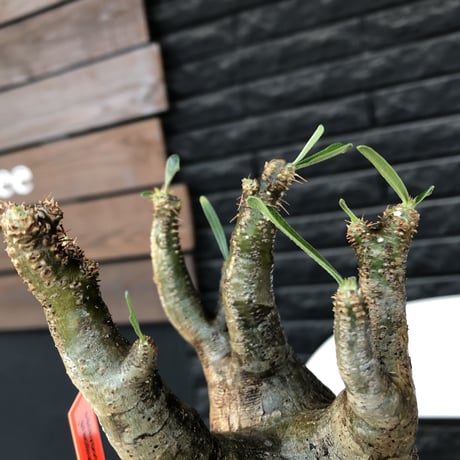 pachypodium gracilius《M size》一部希少green肌&良枝振り株※現地球発根後店主国内管理4年株※ぼってり樹形&良枝振りの良樹形※mad black bowl pot植え