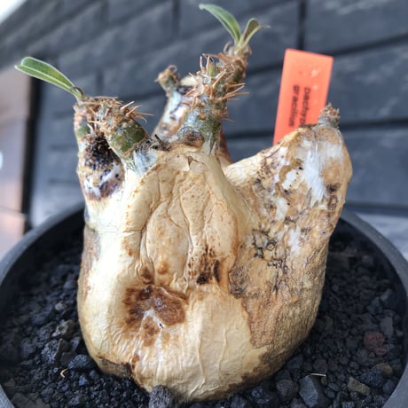 pachypodium gracilius《M size》ぼってり短枝&極現地焼け肌※現地球発根後店主国内管理3年株※極めて現地焼けマミレれな特化した装い‼︎※mad black pot植え