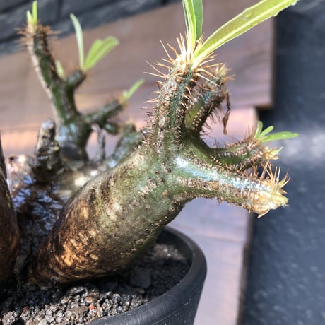 pachypodium gracilius《L size》現地焼け肌&3-he'd株※現地球発根後店主国内管理5年株※wild現地焼け肌の上アシンメトリーな良樹形※mad black pot植え