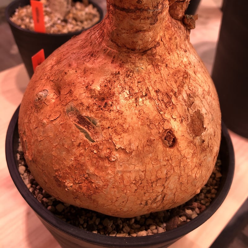 アデニウム・アラビカム　現地球　太　大株　発根済み adenium obesum《LL size》現地球 発根済み株‼︎ | plants h