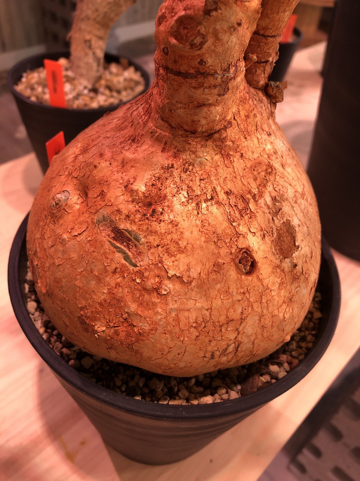 adenium obesum《LL size》現地球 発根済み株‼︎ | plants h