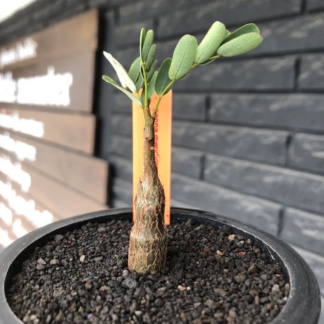 senna  meridionalis《 SS size》littmon seed🌱※小振りながら大切に育てた成長楽しみ可愛いセンナ（限定3株）※mad black pot植え