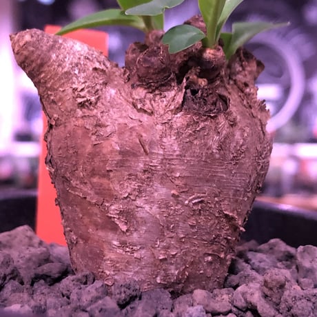 euphorbia  itremensis 《S size》まん丸株※現地球発根済株※店主国内管理2年株※個体差激しい樹形とmad感な表皮‼︎まん丸さが堪らない※mad black pot植え