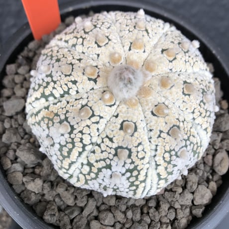 astrophytum asterias var.ミラクル兜《L size》大変大きめ且つ極白肌が堪らない‼︎希少兜※店主国内管理７年株  ※mad black pot植え
