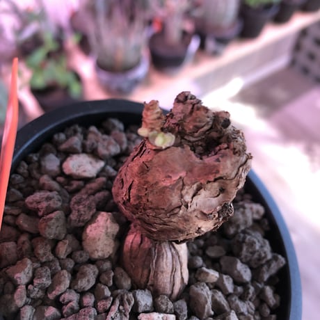 pelargonium  triste《M  size》※株元は仁王立ちのプリっと丸めなトリステ※mad black pot植え