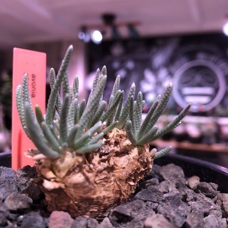 avonia   alstonii《大きめM size》※大きめ塊根の葉のしなやかさと愛くるしさ満点な堪らない冬の人気者‼︎※ mad black pot植え