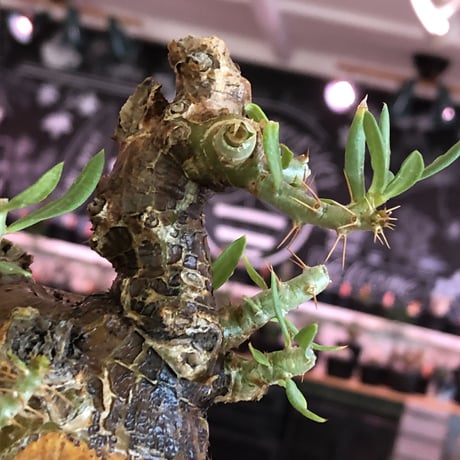 pachypodium  bispinosum《L size》※現地球発根後店主国内管理7年株※大株且つwildな味深きエグれに両A面なぼってり樹形※mad black bowl pot植え
