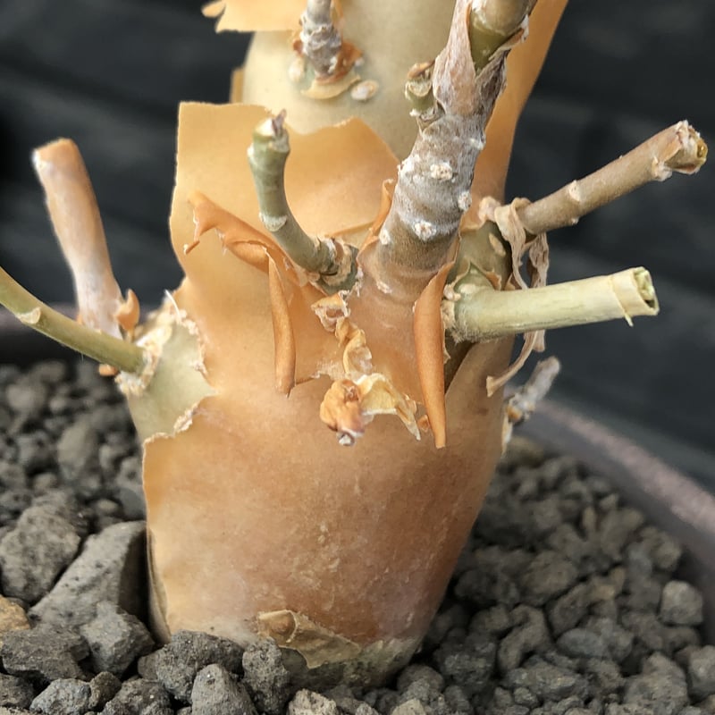 オトンナ レトロルサ 礎礎 鉢 発根 現地球 検)カタフ パキプス