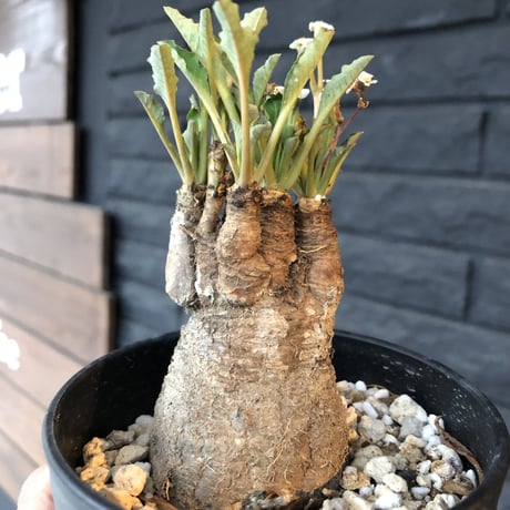 euphorbia    fish bone《M size》