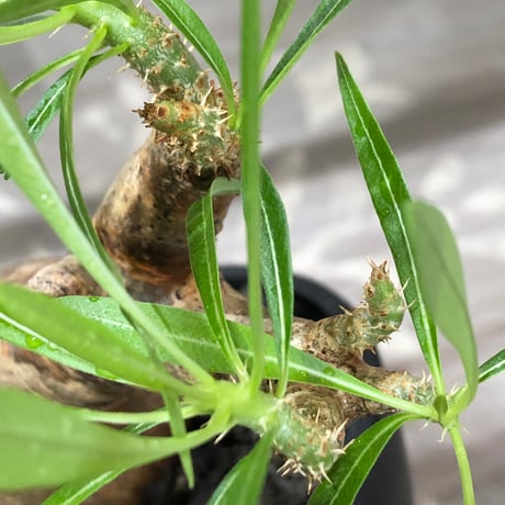 pachypodium inopinatum《L size》※現地球株発根済※斜面に自生のため好きな方には刺さる捻くれバランスの可愛さと良枝振りな一株※black bowl pot植え