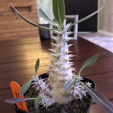 packypodium  densiflorum（M size）