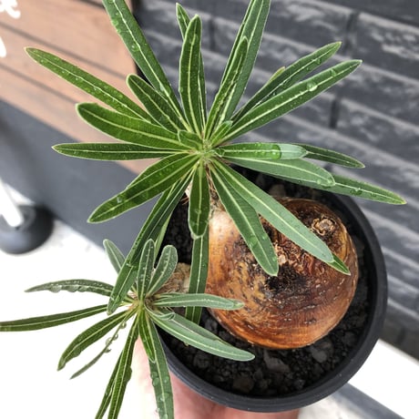 pachypodium gracilius《大きめM size》※現地球株発根済※成長点潰れ&ワイルド現地焼け肌‼︎子孫繁栄意識高く胴吹き枝の装いが堪らない良樹形※mad black pot植え