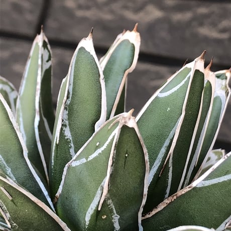 agave  笹の雪《小さめL size》※現地球発根後店主国内管理3年株※締まり&balanceも美しい良きサイズ感※mad black bowl pot植え