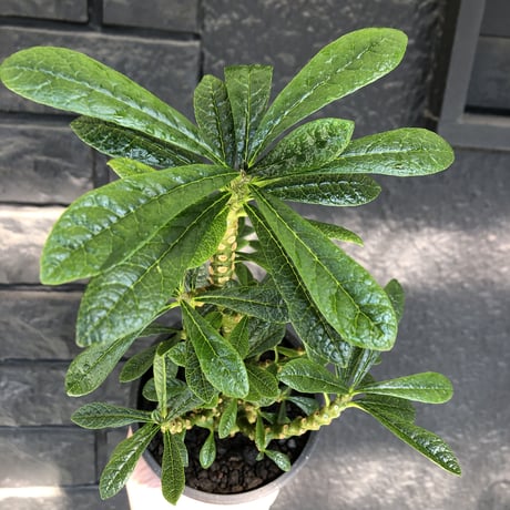 希少‼︎dorstenia   gigas《大きめM size》littmon  seed🌱7年株※ぼってり株元に半端ない枝振りなリトモン渾身の一株‼︎将来有望ギガス※mad black pot植え