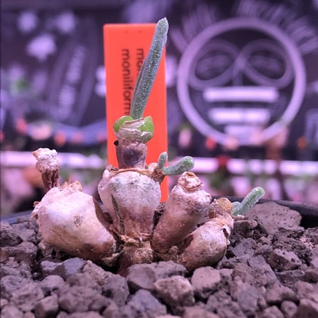 monilaria   moniliformis《S  size》※現地球発根済株※モニラリア属希少種　※冬型caudex‼︎   ※mad black bowl pot植え