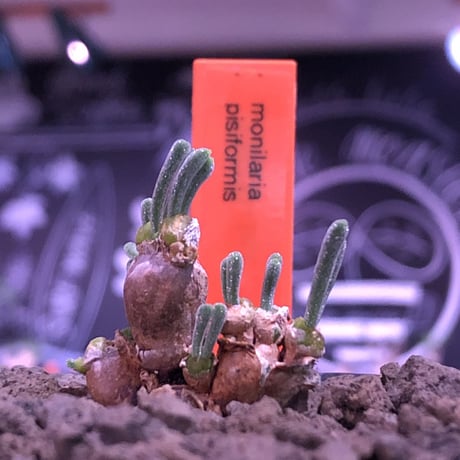 monilaria   pisiformis《SS  size》※現地球発根済株※モニラリア属　（最上位激希少種）※冬型caudex‼︎   ※mad black bowl pot植え