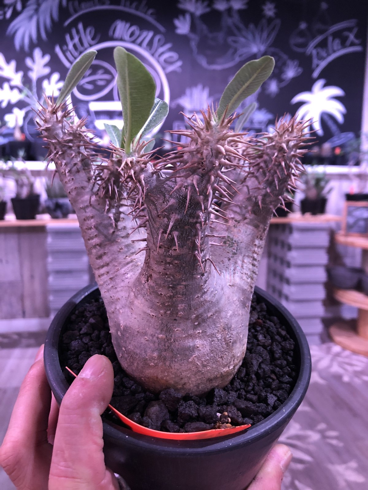 fit=scale-down,w=1200