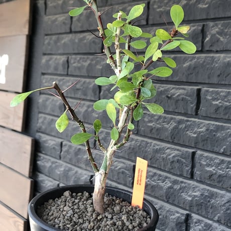 fouquieria  fasciculata《M size》驚愕‼︎激希少種※現地球発根後店主国内管理5年株※株元華奢ですが流通極少な渾身の一株※mad black pot植え
