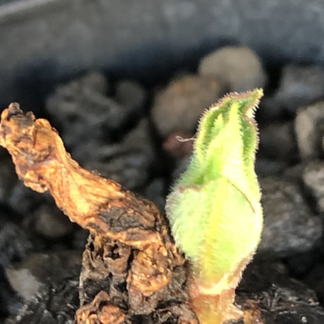cyphostemma adenocaule《 S size》※現地球発根後店主国内管理2年株※希少種‼︎小振りでも黒味が強く味深き表皮を持つ一株※mad black pot植え